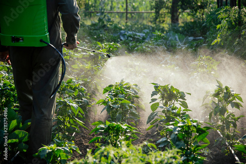 Farmer spraying vegetable green plants in the garden with herbicides