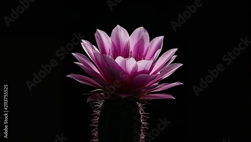 Cactus With Bright Red Flower Under Dark Background in a Close-Up View