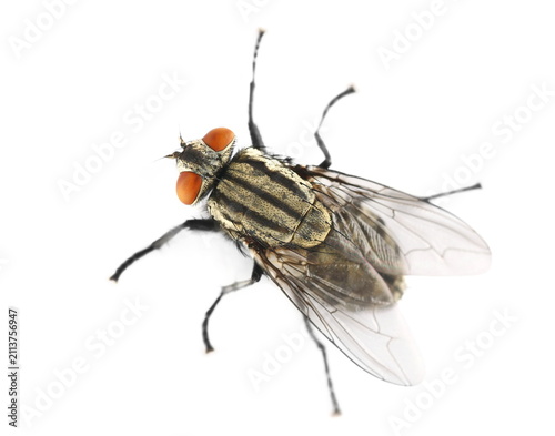 Obraz na płótnie Flesh fly, grey sarcophaga carnaria, isolated on white background, top view