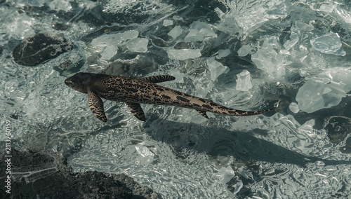 Shark Swims Through Ice-Filled Waters in a Coastal Area During Daylight