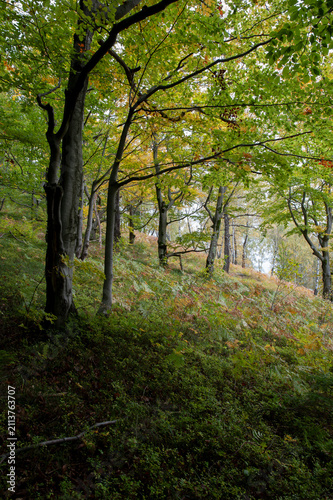 Beautiful autumn landscape. Travel, hiking, freedom, active lifestyle. Autumn in the forest.