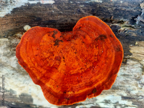 Canvas Print Bright Orange Bracket Fungus Growing on Decaying Tree Trunk in Natural Forest