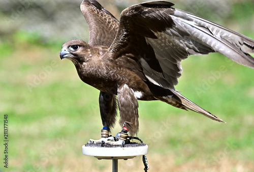  Altai Saker animals birds falconry