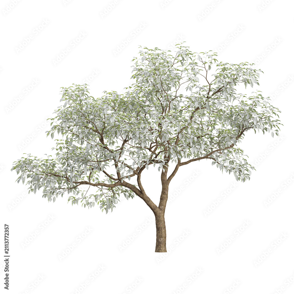 Obraz premium 3d illustration of Diospyros tree isolated on transparent background