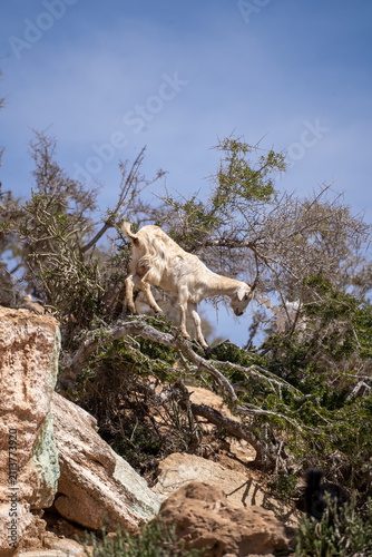 Wild mountain goat in Morocco