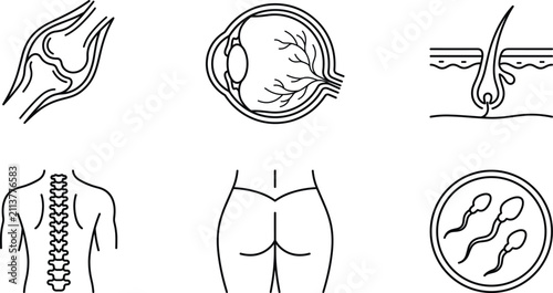 Cuadro en lienzo Human anatomy medical specialty and biological systems line icon set for clinica