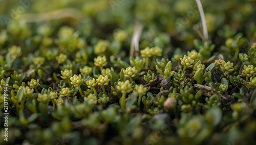 Small Green Plants Growing Close to the Ground in a Natural Area
