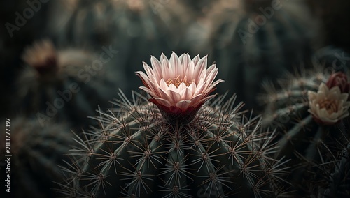 Flower Blooms on a Cactus in a Garden During the Day