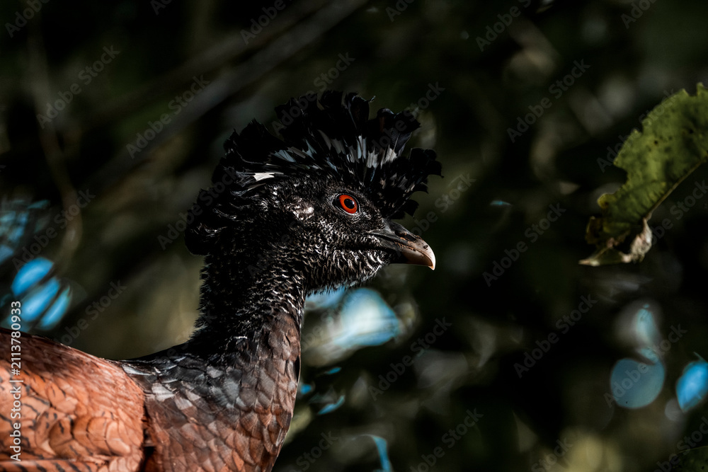 Obraz premium Close-up portrait of a crested tropical bird with black spiky crest and red eye among green rainforest foliage