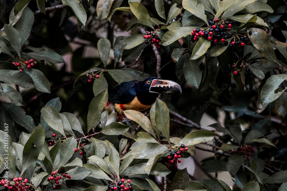 Obraz premium Colorful toucan perched in dense green foliage among red berries, tropical rainforest wildlife close-up