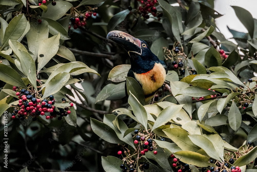 Obraz premium Toucan perched in dense tropical foliage among red berries, close-up wildlife portrait showing colorful beak and plumage