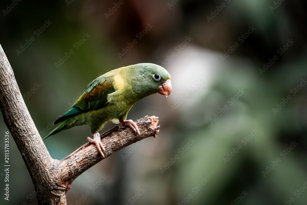 Obraz premium Green parrot perched on a branch eating a seed with blurred natural background, close-up wildlife photograph