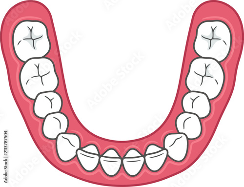 Quadro su tela Human lower jaw teeth set isolated on white background