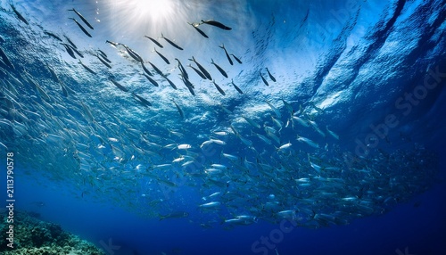 underwater drone school of fish deep blue ocean