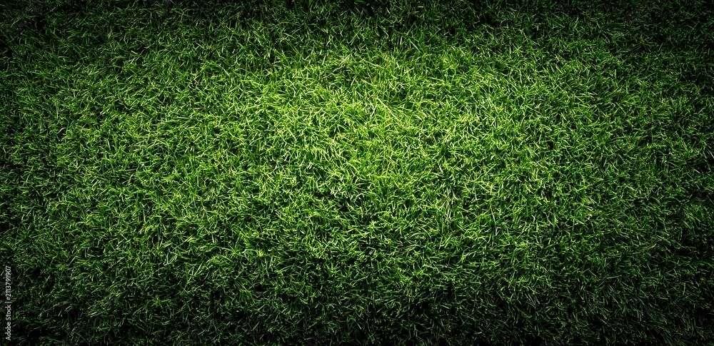 Fototapeta premium Vibrant green grass covering the ground in a sunny outdoor space