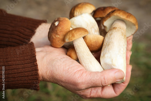 Mushrooms in mushroom picker hand close up, macro in sunlight. Mushroomer hands with wild forest porcini mushroom harvest