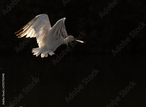 Fotografía Backlit image of Eurasian Spoonbill takeoff at Sanad mangrove, Bahrain