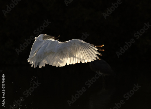 Foto Backlit image of Eurasian Spoonbill in flight at Sanad mangrove, Bahrain