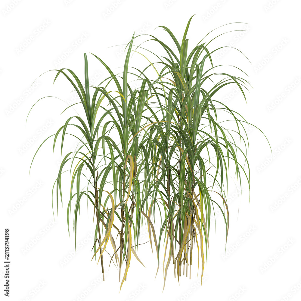 Fototapeta premium 3d illustration of Miscanthus grass isolated on transparent background