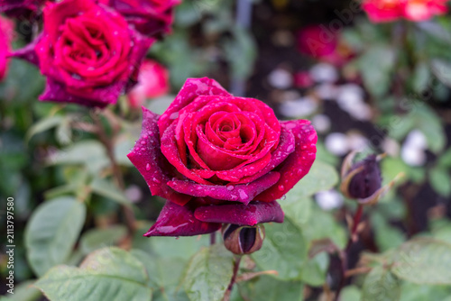 Closeup of red rose with raindrops