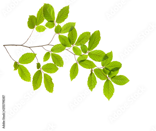 Beech branch with fresh green leaves isolated on white background.