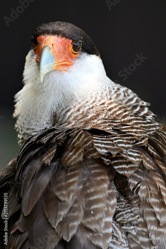 Crested caracara animal bird portrait