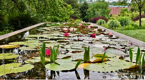 Cuadro en lienzo Long rectangular garden pond filled with blooming pink water lilies and green le