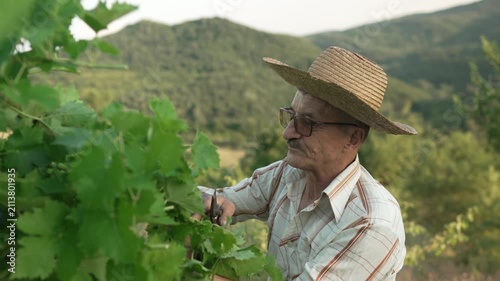 Elderly farmer harvesting grapes in a sunny vineyard