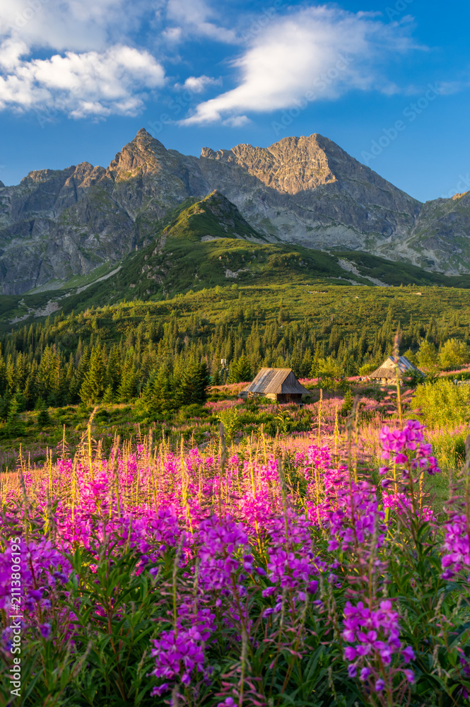 Obraz premium Mountain landscape, Tatra mountains summer landscape in Poland, colorful sunrise on Hala Gasienicowa (Gasienicowa Glade) with blooming fireweed