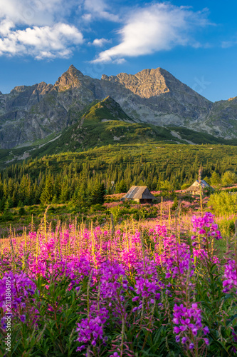 Mountain landscape, Tatra mountains summer landscape in Poland, colorful sunrise on Hala Gasienicowa (Gasienicowa Glade) with blooming fireweed