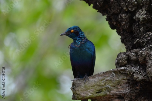 Foto Cape Starling perched on a tree branch at Pretoriuskop Rest Camp, Kruger National Park, South Africa