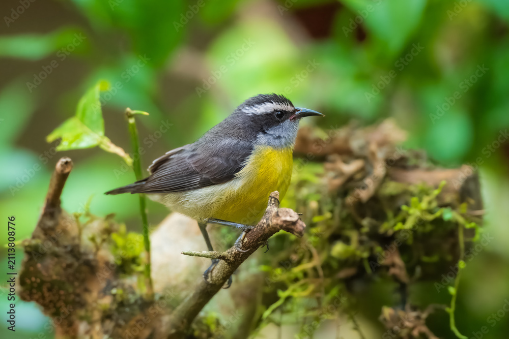 Obraz premium Bananaquit (Coereba flaveola) perched on a mossy branch against a blurred green forest background, Atlantic Forest, Brazil.