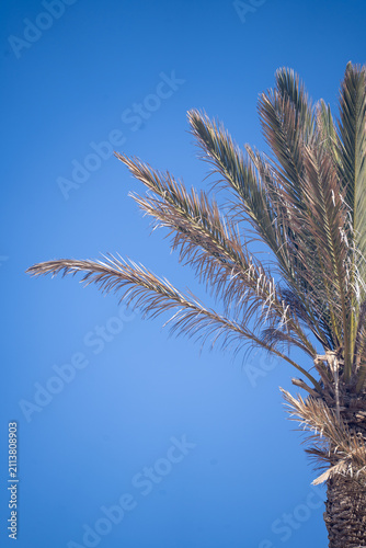 Palm tree branches against sky