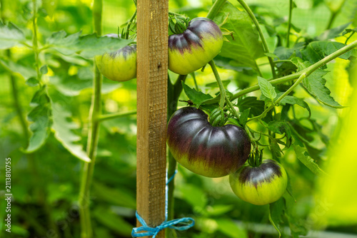 Konstfotografi Purple and Green Heirloom Tomatoes Ripening on the Vine