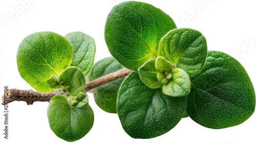 A fresh sprig of green oregano with vibrant leaves is showcased against a white background, ideal for culinary, herbal, or wellness themes in food blogs, cookbooks, and home gardening projects,