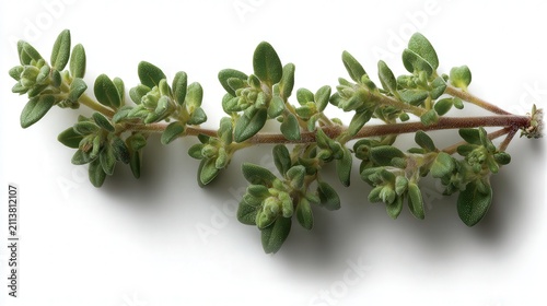 Fresh green thyme sprig on a white background, ideal for culinary or herbal medicine projects, recipe books, or natural product advertisements,