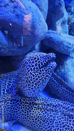 A large spotted moray eel, hidden at the bottom of an aquarium.