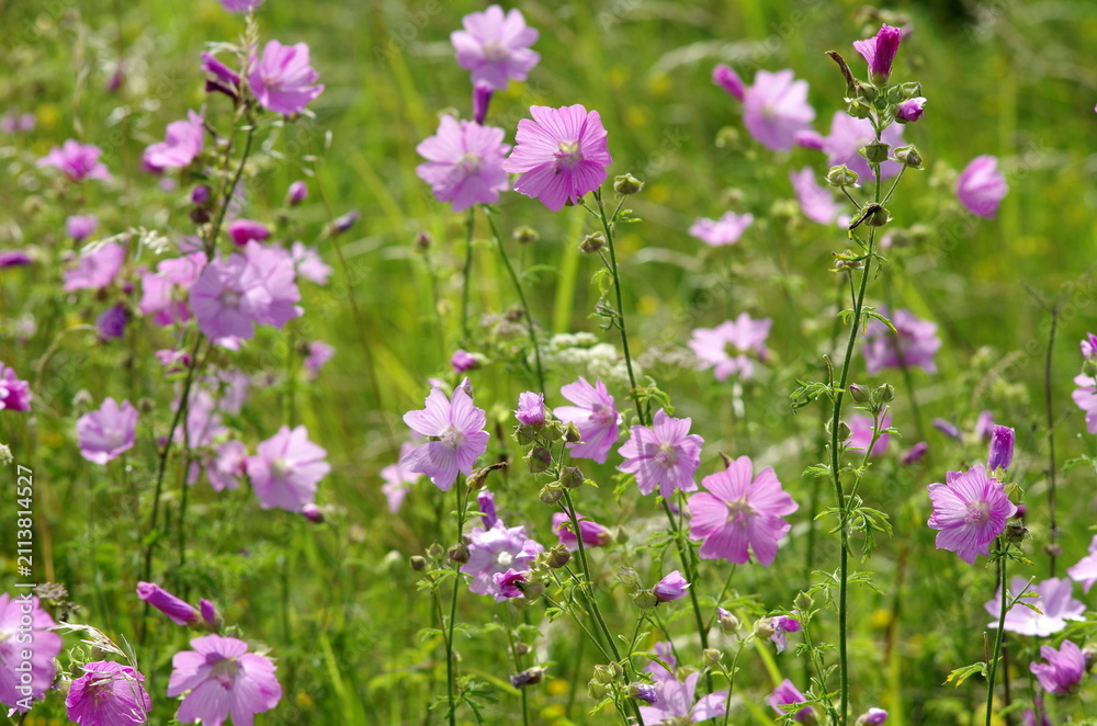 Obraz premium purple flowers in the field