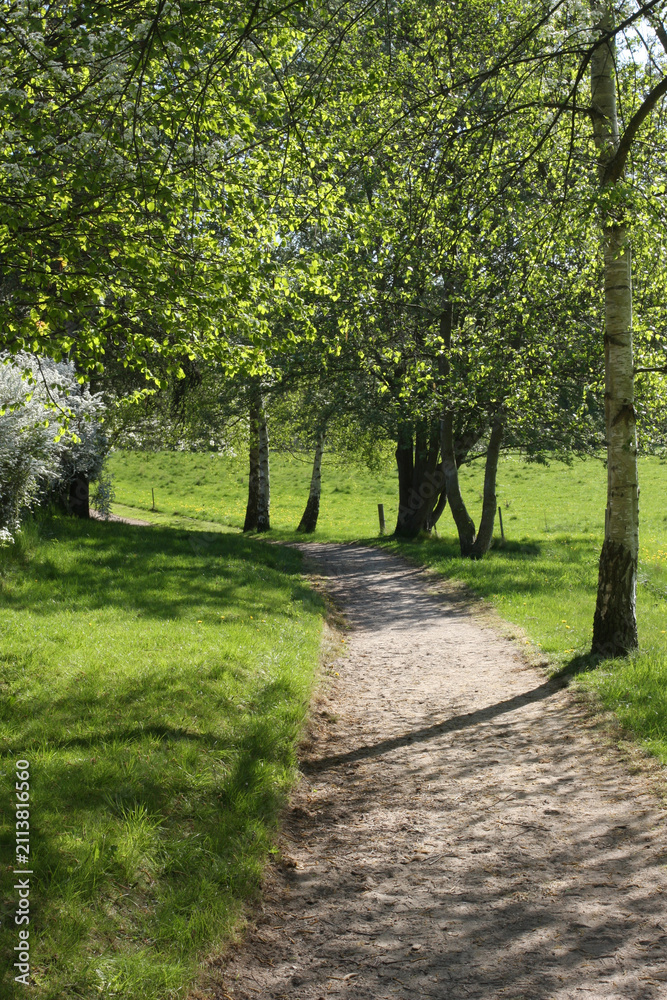 Fototapeta premium Path in the nature in denmark