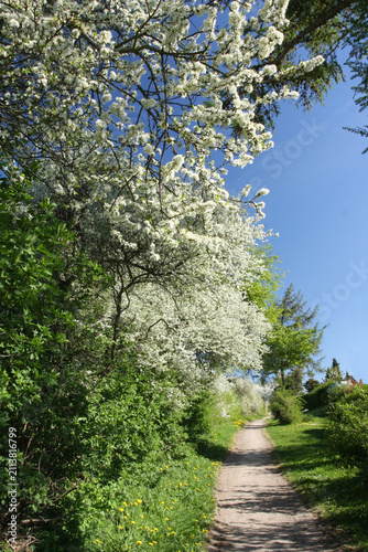 Path in the nature in denmark