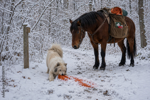Pack horse watches dog pull orange blanket on snowy trail