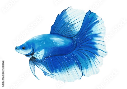 Quadro su tela Betta halfmoon fish made in Procreate in Watercolor technique