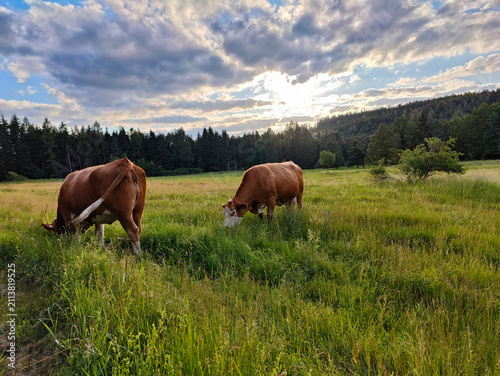 Two cows graze peacefully in a vast green pasture with a dense pine forest in the background under a cloudy sky.