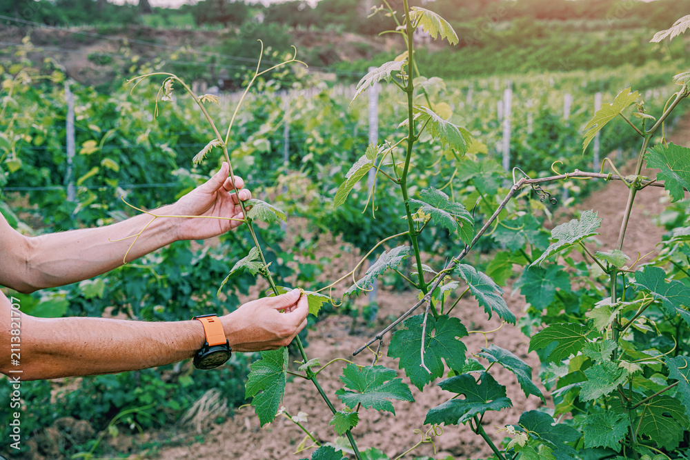 Obraz premium Farmer tending grapevines by hand in lush green vineyard rows. Agriculture concept.