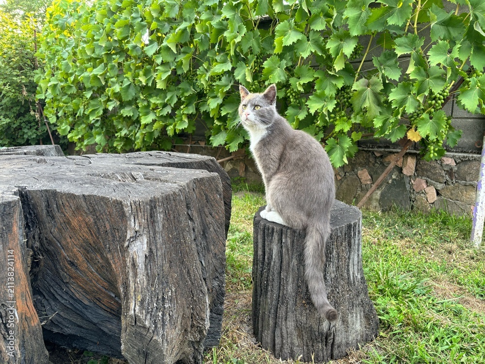 Obraz premium Gray cat sitting on a tree stump in a garden with grapevines
