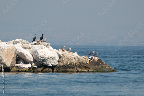 Foto Cormorant and seagulls on the rocks in the sea.