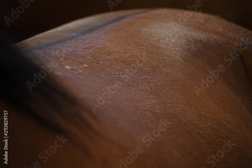Foto Close Up of Brown Horse Coat Texture