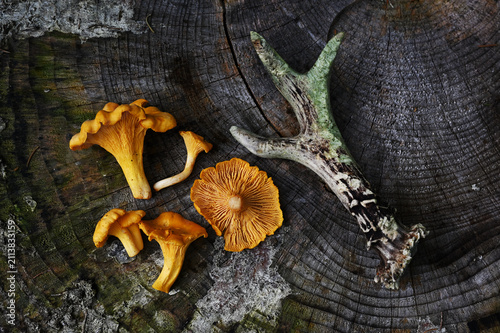 A rustic Sami-inspired still life featuring golden chanterelle mushrooms and a naturally shed reindeer antler arranged on a weathered tree stump.