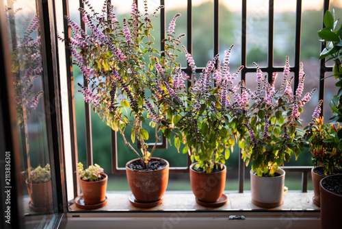 Принти на полотні Blooming Thai basil plant bush with small purple aroma flowers in clay pot on windowsill at home