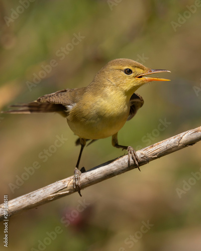 Un zarcero políglota (Hippolais polyglotta) posado de perfil con el pico abierto sobre una rama seca, luciendo su vientre amarillo claro, dorso pardo verdoso y una sutil ceja amarillenta nítida.